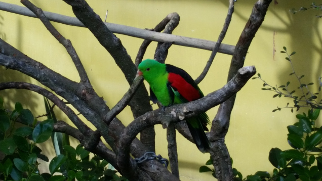 Brooklands zoo parrot