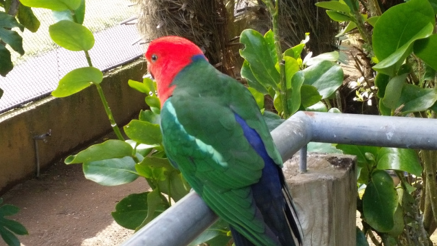 Brooklands zoo parrot