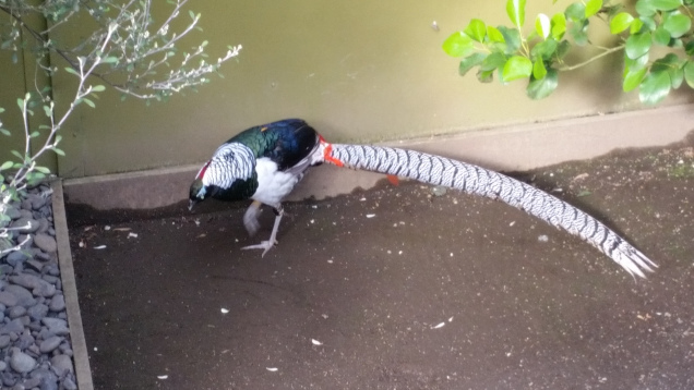 Brooklands zoo pheasant