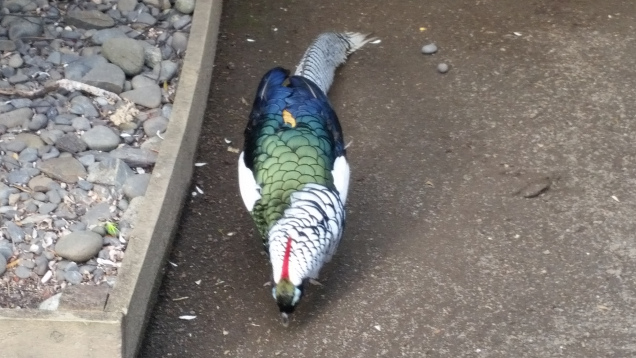 Brooklands zoo pheasant