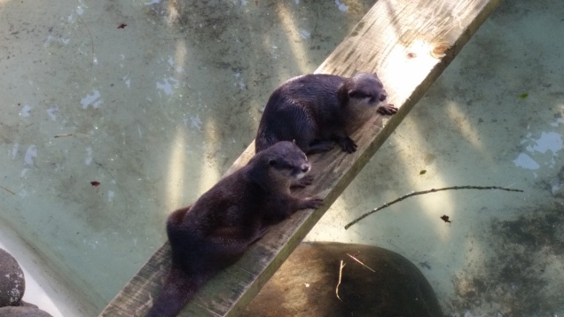 Brooklands zoo otters