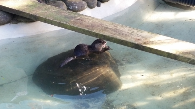 Brooklands zoo otters