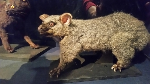 New Plymouth museum possum