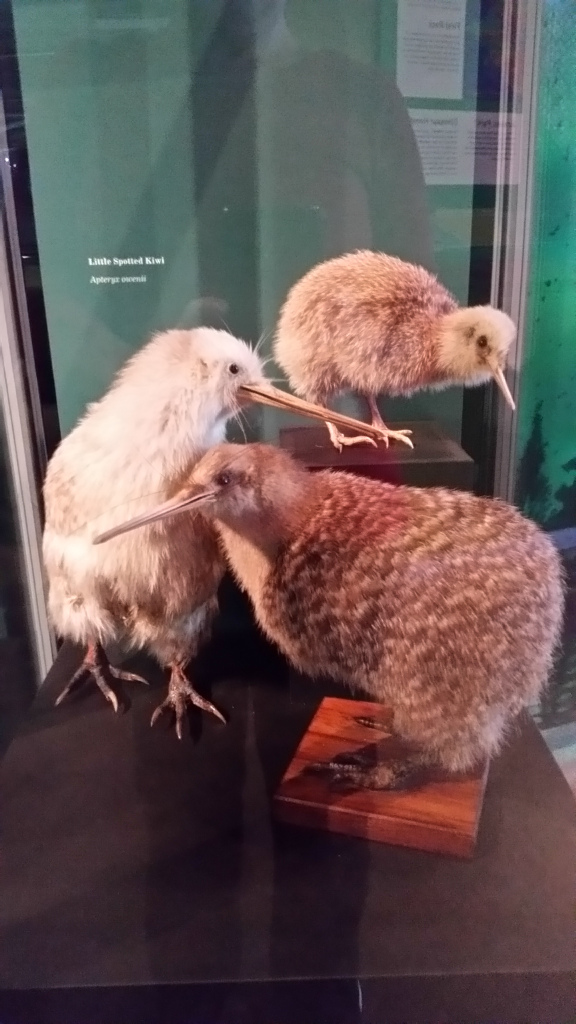 New Plymouth museum kiwi
