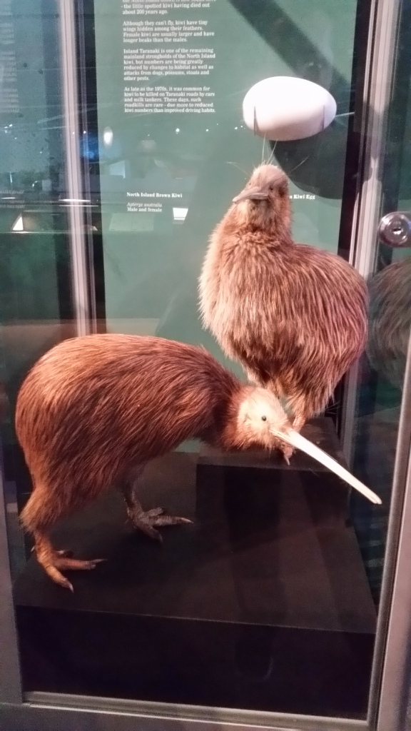 New Plymouth museum kiwi