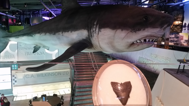 New Plymouth museum megaladon shark