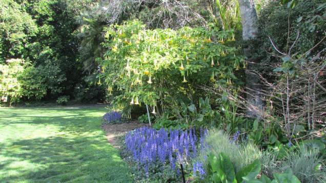 Brooklands park angel trumpet tree