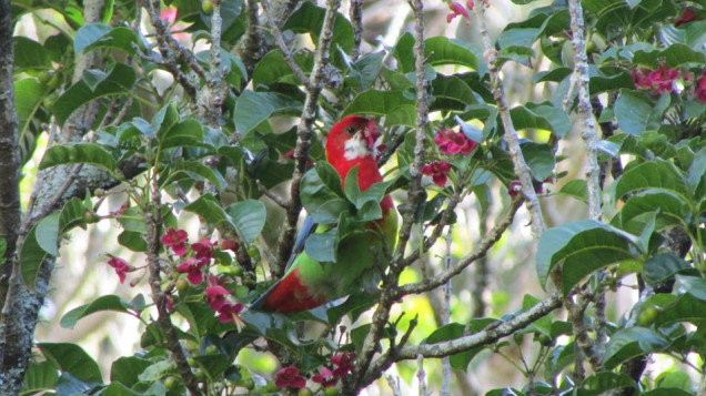 Eastern Rosella New Plymouth
