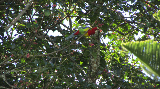 Eastern Rosella New Plymouth