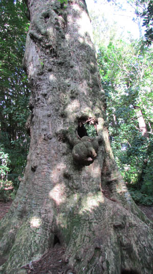 Puriri tree