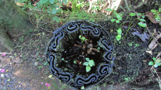 Tree fern trunk cut