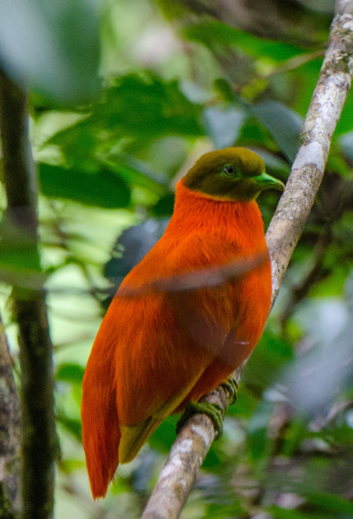 orange dove taveuni fiji