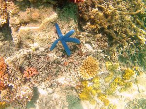 Taveuni Fiji blue starfish