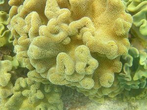 Taveuni Fiji coral