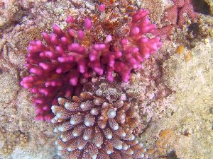Taveuni Fiji hard coral