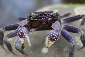 Tavoro falls purple crab Taveuni Fiji