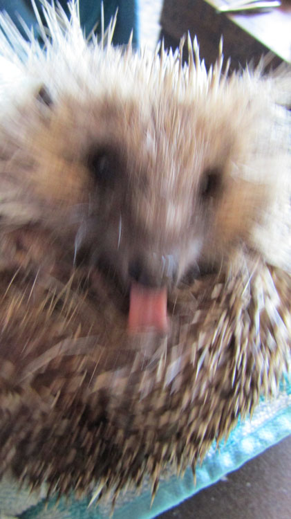 hedgehog tongue