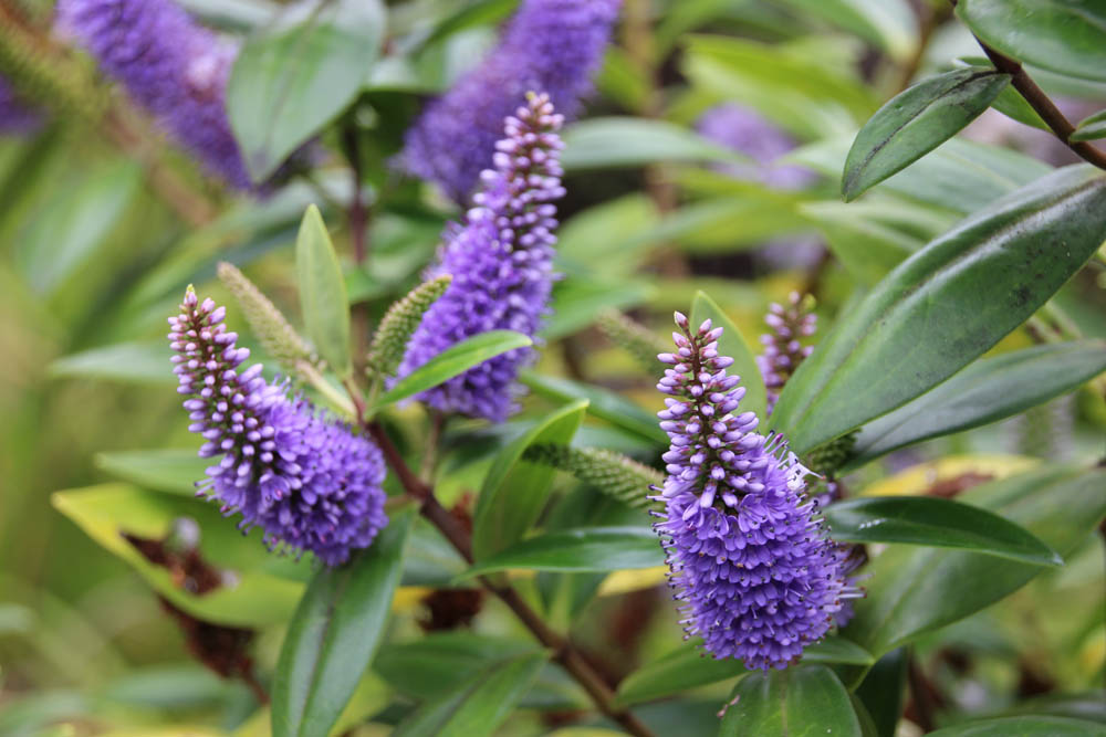 Purple hebe flowers