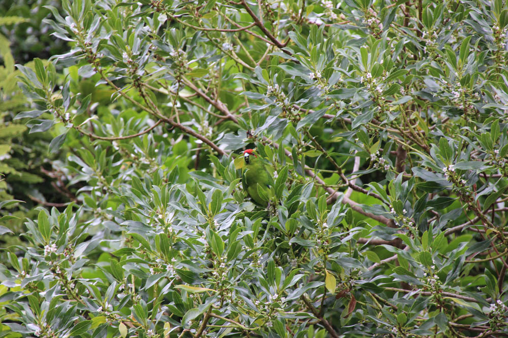 kakariki red crowned parakeet in tree Kapiti Island Reserve