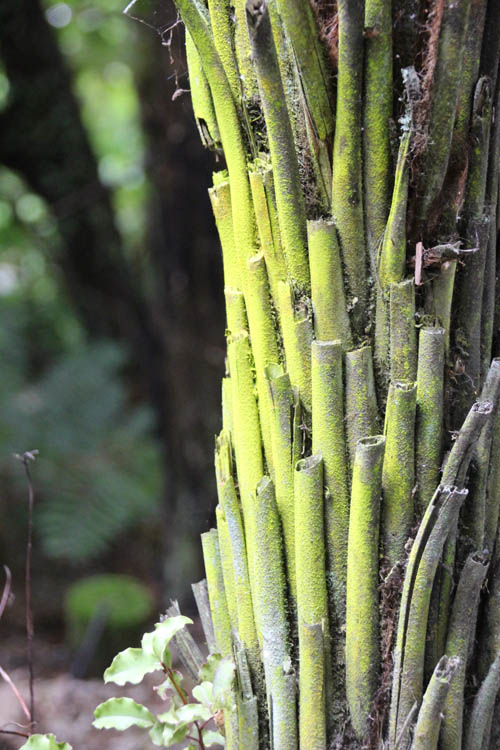 tree fern trunk with moss nga manu reserve