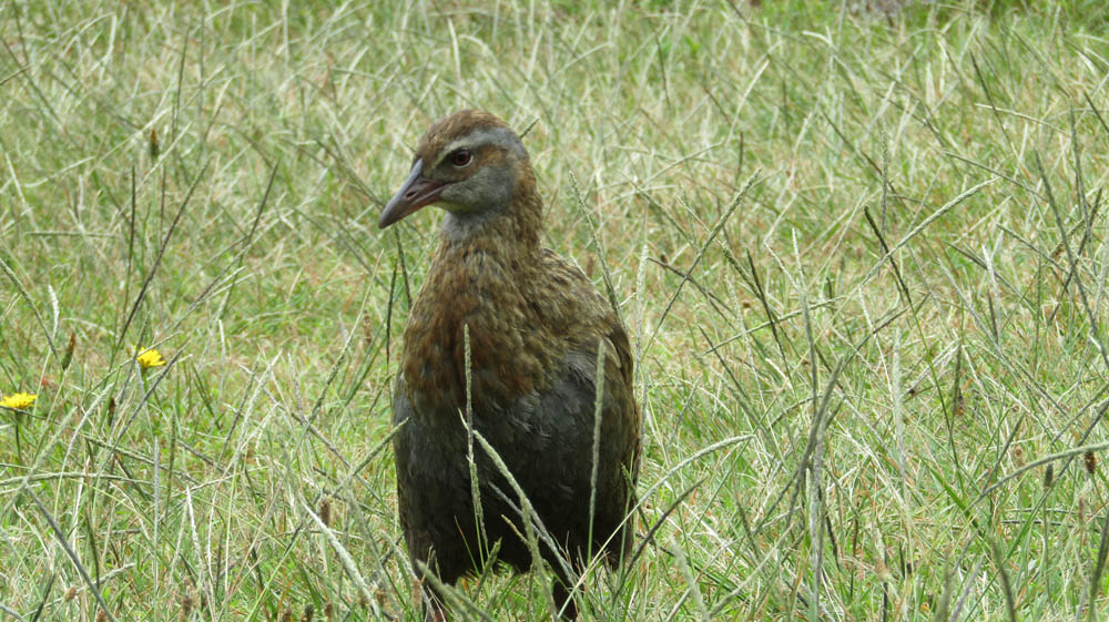 weka bird on Kapiti Island Reserve