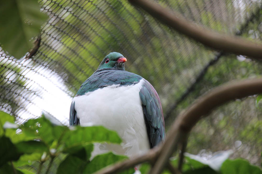wood pigeon kereru nga manu reserve