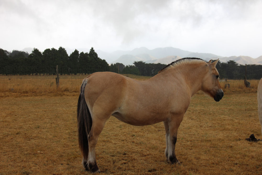 Fjord horse New Zealand