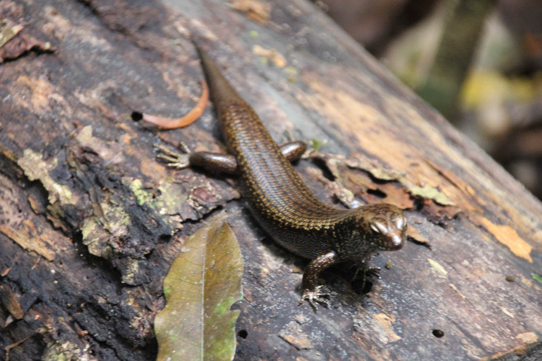 skink in Mary Cairncross forest