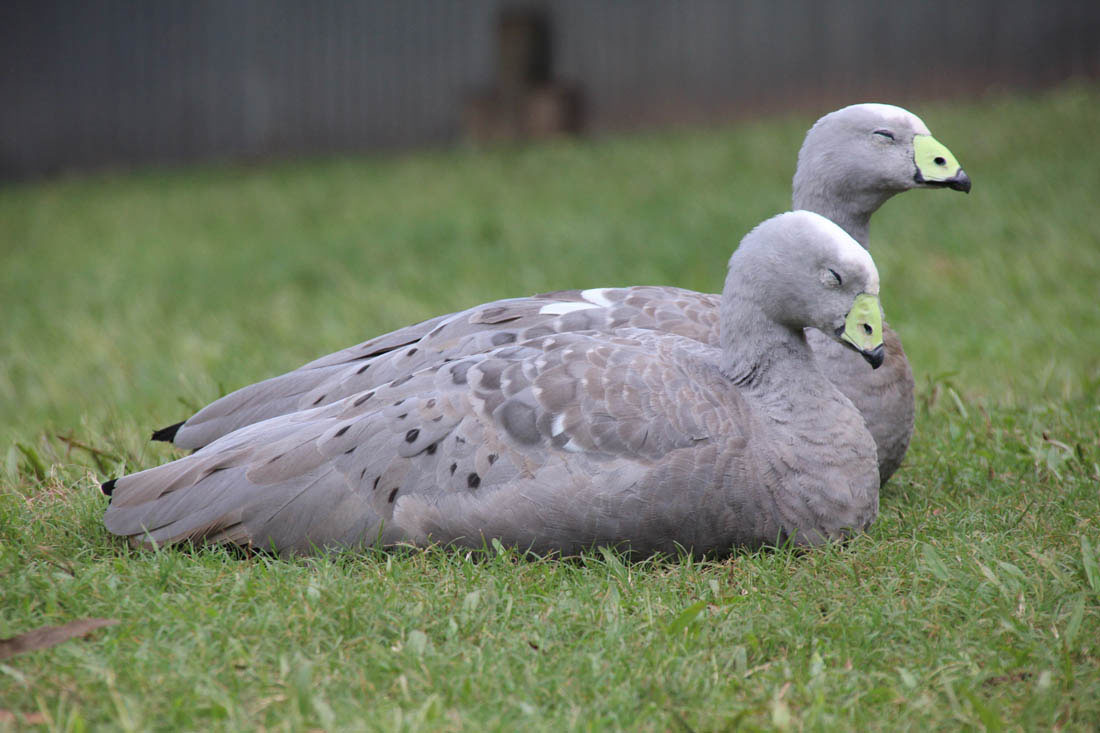 Wildlife HQ cape barren goose