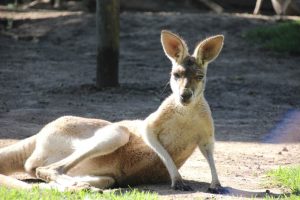 Wildlife HQ kangaroo area