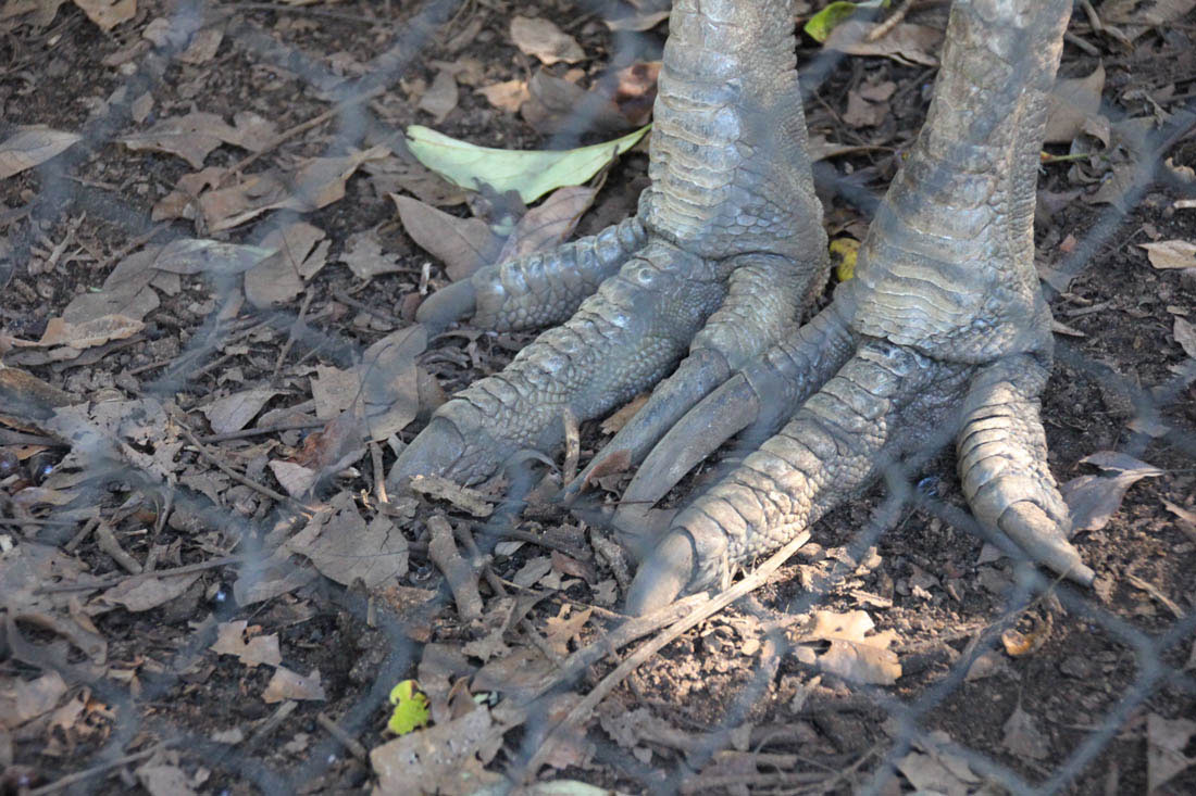 cassowary feet