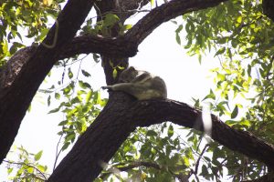 koala stretched leg tea tree bay noosa