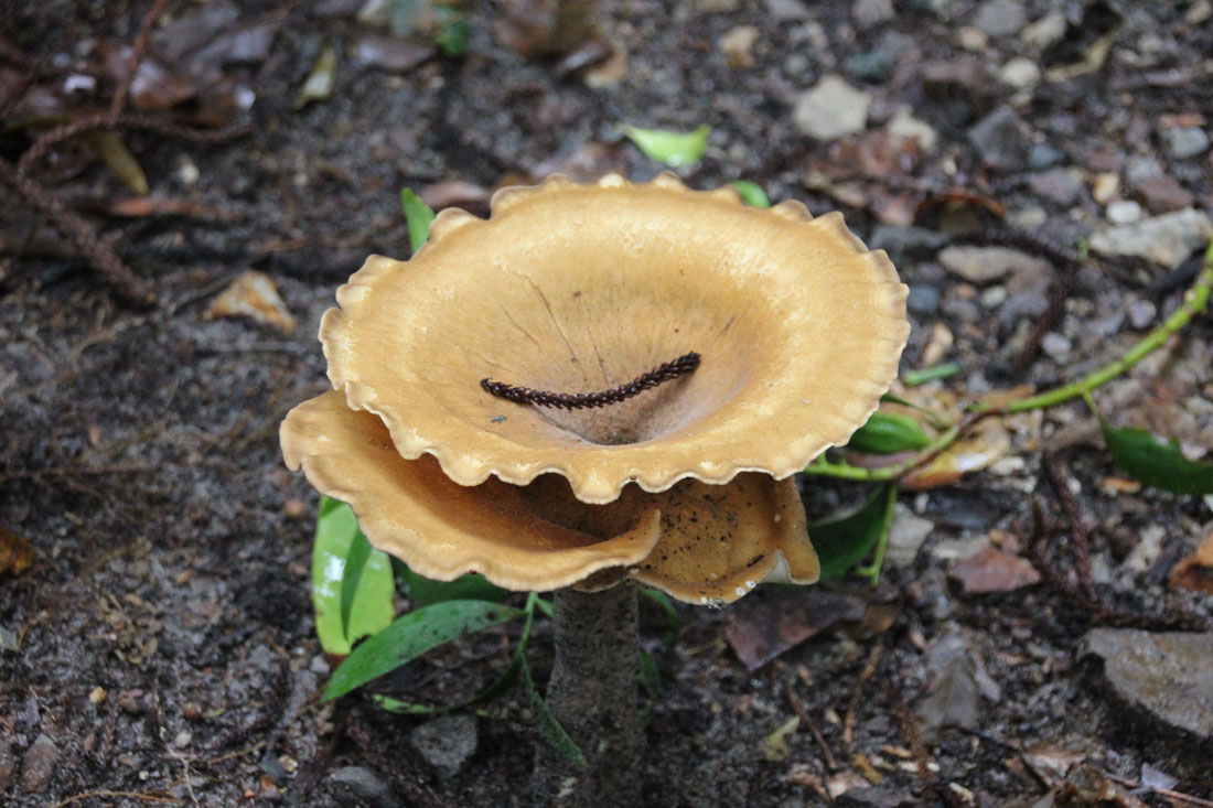 mushroom in Mary Cairncross
