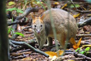 wallaby in Mary Cairncross