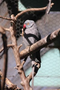 Dannevirke Domain aviary grey bird
