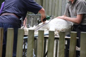 Brooklands zoo shaving alpaca