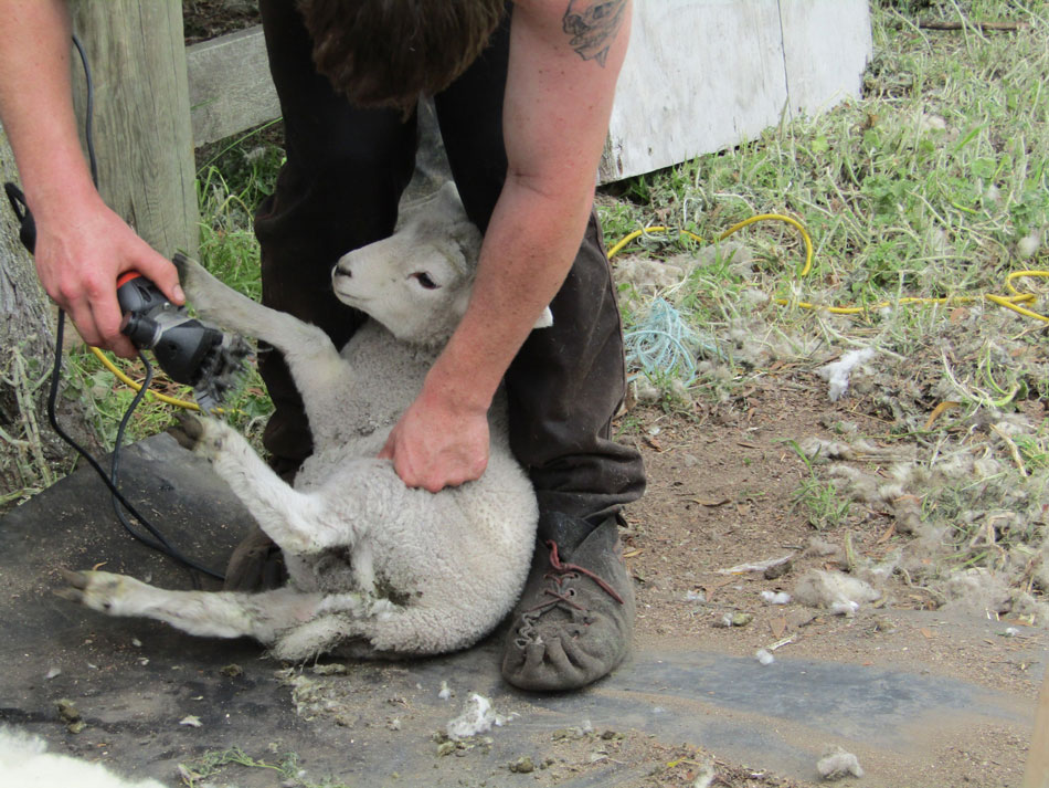 lamb-shearing