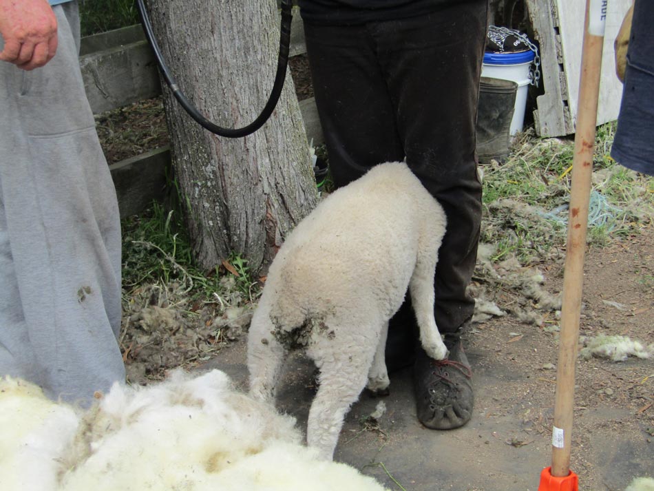 lamb-waiting-for-shearing