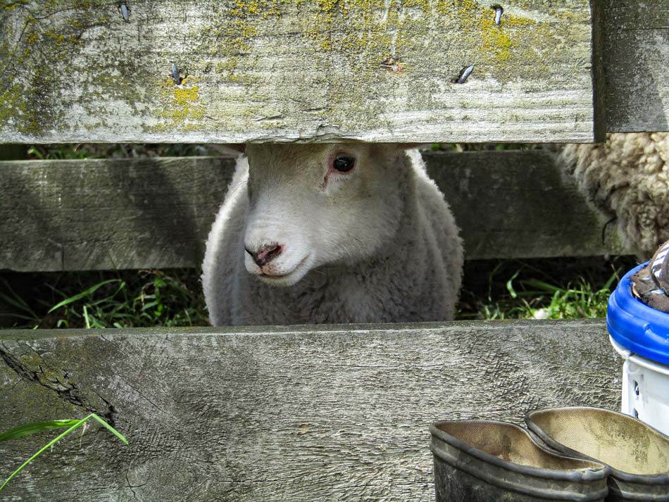 lamb-waiting