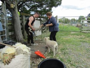 lambs-being-shorn