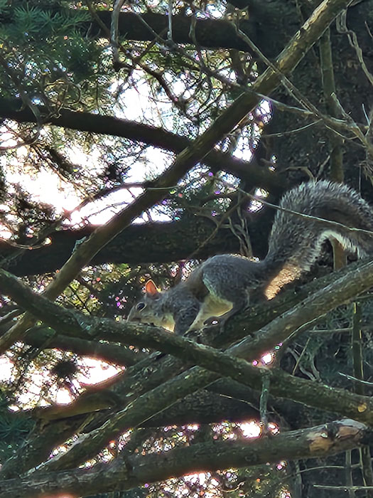 The Squirrely Siblings